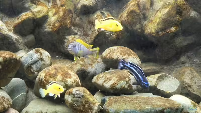 Besatz im Aquarium Becken 10109 von Thobi (14)