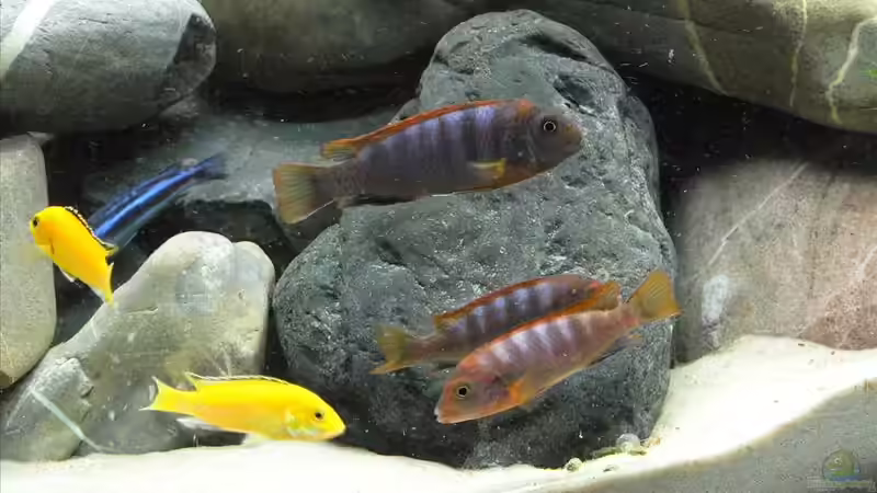 Besatz im Aquarium Becken 10109 von Thobi (8)