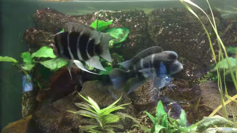 Besatz im Aquarium Becken 10117 von bertone262 (9)