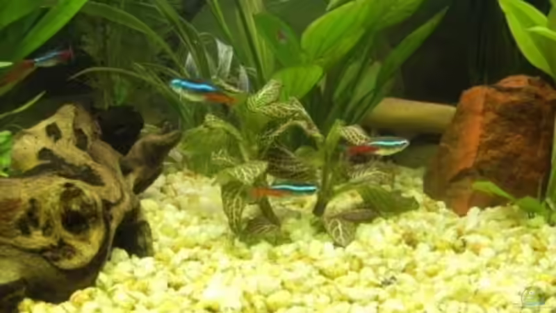 Besatz im Aquarium Becken 10120 von Marco K. (8)