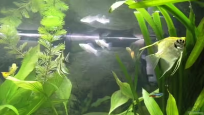 Besatz im Aquarium Becken 10120 von Marco K. (9)