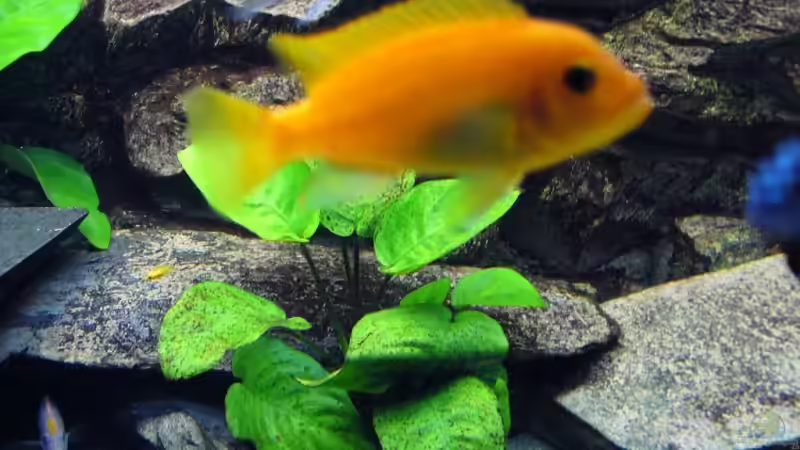 Besatz im Aquarium Becken 10132 von Juergen Arnold (10)