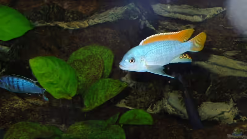 Besatz im Aquarium Becken 10132 von Juergen Arnold (7)