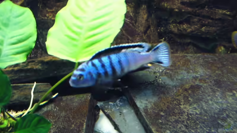 Besatz im Aquarium Becken 10132 von Juergen Arnold (8)