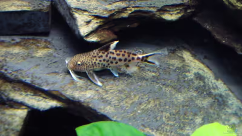 Besatz im Aquarium Becken 10132 von Juergen Arnold (9)