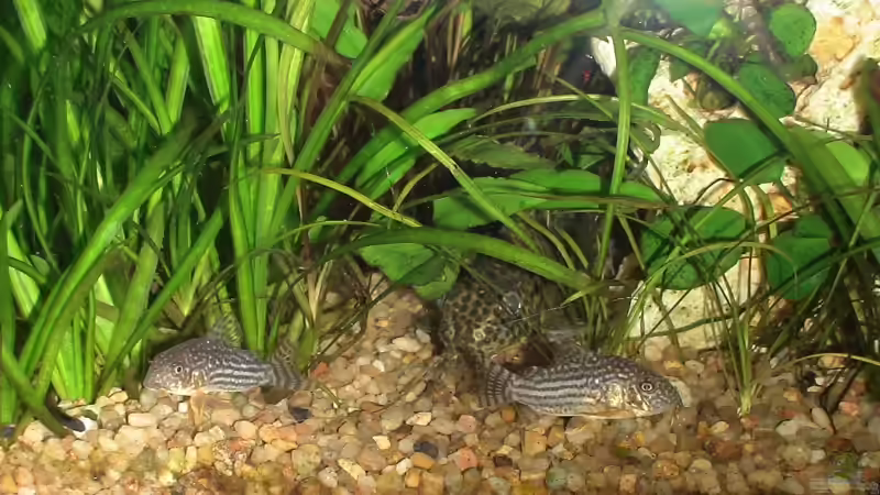 Besatz im Aquarium Becken 10169 von oxmox78 (7)