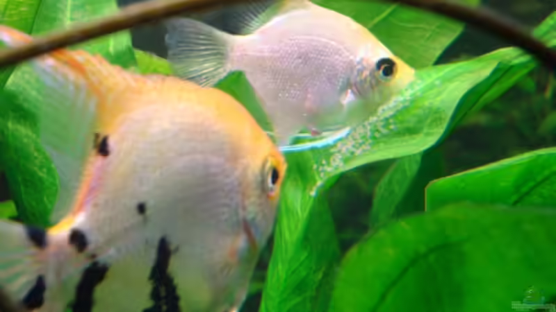 Besatz im Aquarium Becken 10171 von Nils G. (7)