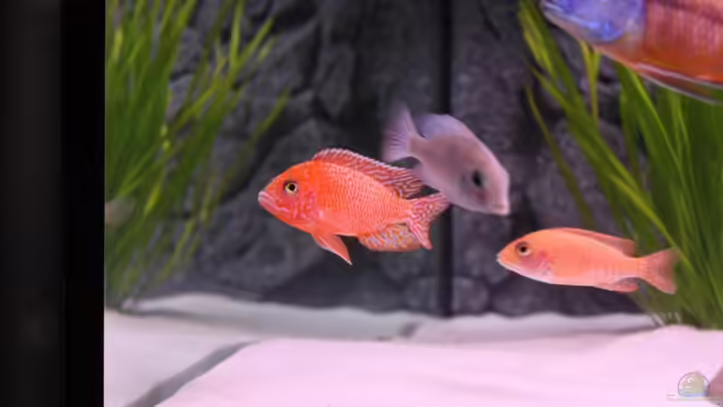 Besatz im Aquarium Becken 10184 von Johannes Krieger (16)