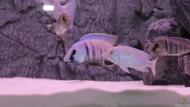 Besatz im Aquarium Becken 10184 von Johannes Krieger (17)