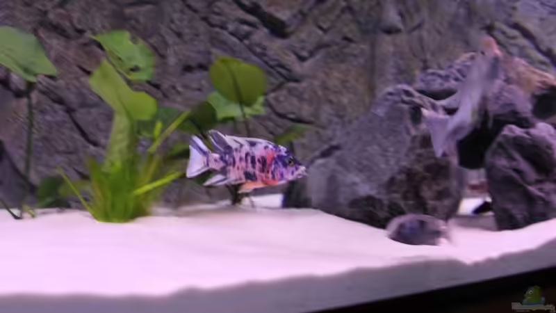 Besatz im Aquarium Becken 10184 von Johannes Krieger (18)