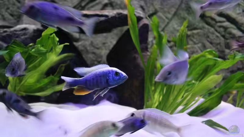 Besatz im Aquarium Becken 10184 von Johannes Krieger (19)