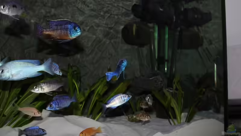 Besatz im Aquarium Becken 10184 von Johannes Krieger (21)