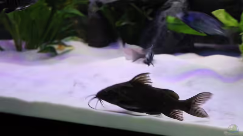 Besatz im Aquarium Becken 10184 von Johannes Krieger (22)