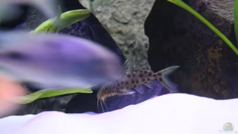 Besatz im Aquarium Becken 10184 von Johannes Krieger (23)