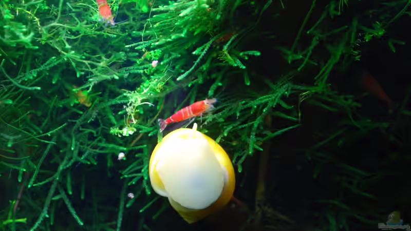 Besatz im Aquarium Becken 10188 von Chili (21)