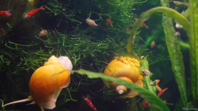 Besatz im Aquarium Becken 10188 von Chili (24)