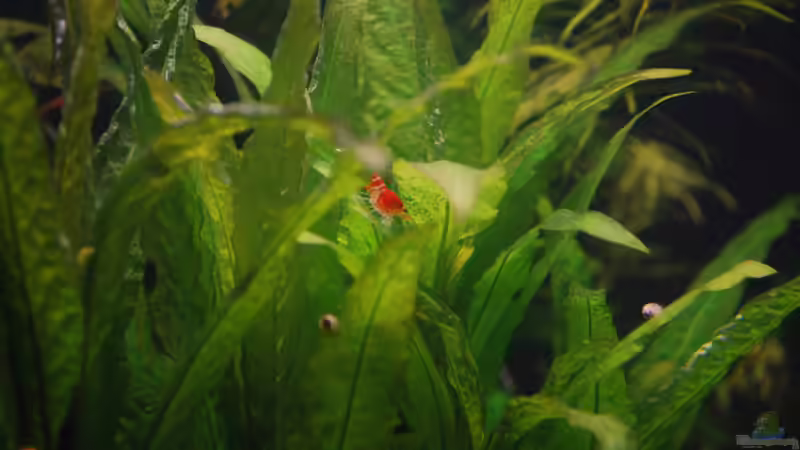 Besatz im Aquarium Becken 10188 von Chili (25)