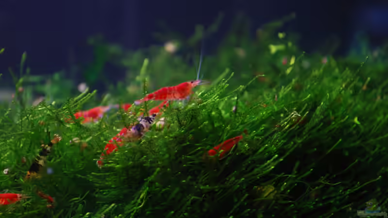 Besatz im Aquarium Becken 10188 von Chili (26)