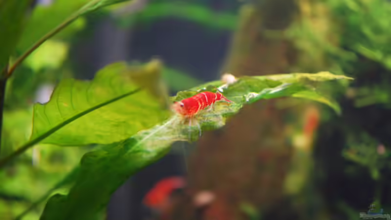 Besatz im Aquarium Becken 10188 von Chili (29)