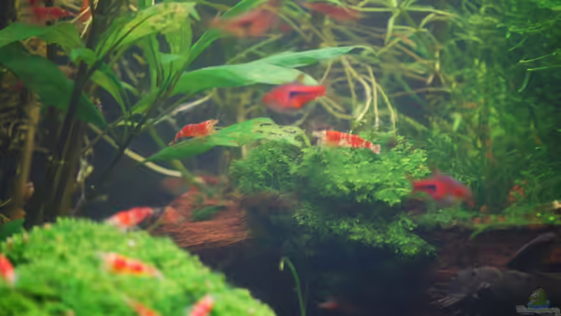 Besatz im Aquarium Becken 10188 von Chili (33)