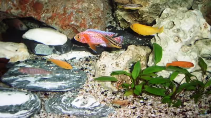 Besatz im Aquarium Becken 10197 von gerryba (10)