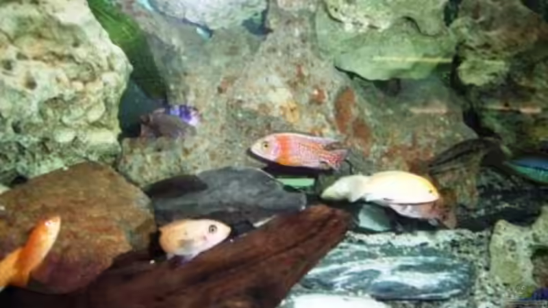 Besatz im Aquarium Becken 10197 von gerryba (11)