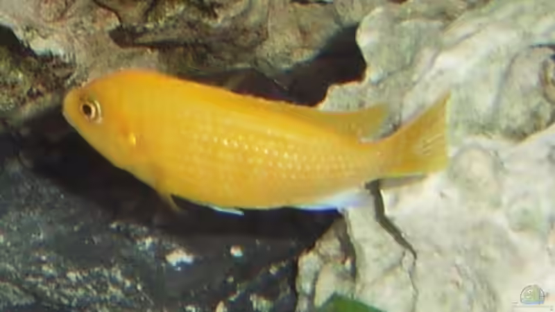 Besatz im Aquarium Becken 10197 von gerryba (12)