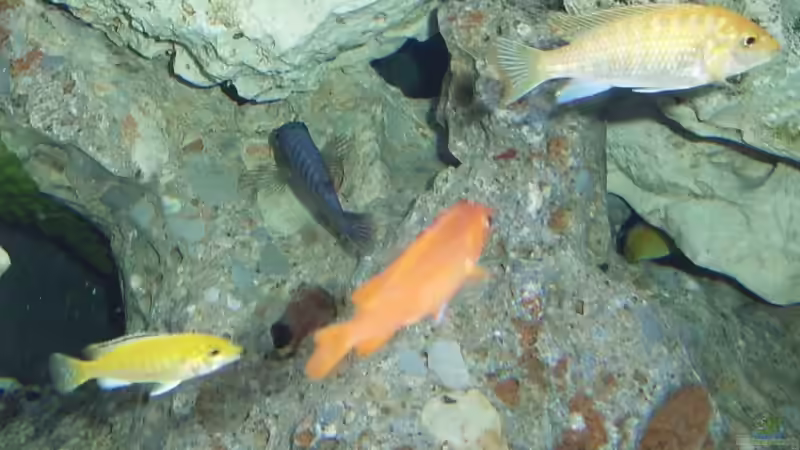 Besatz im Aquarium Becken 10197 von gerryba (13)