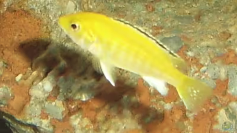 Besatz im Aquarium Becken 10197 von gerryba (15)