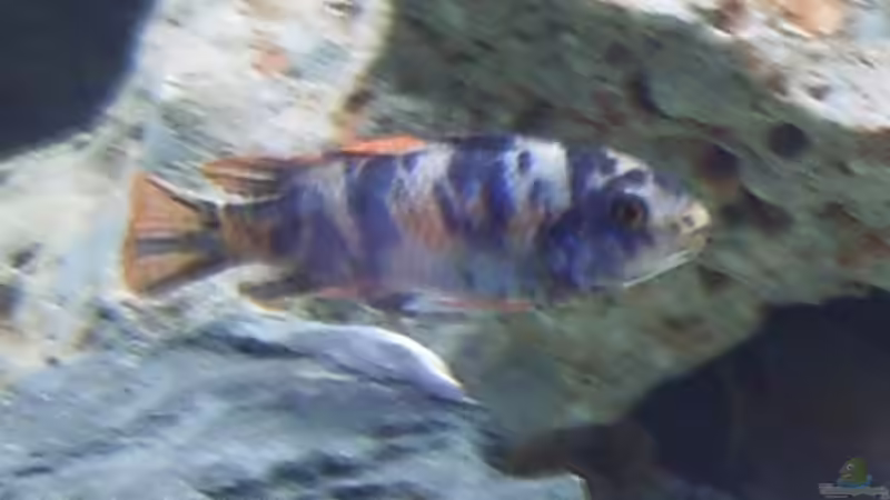 Besatz im Aquarium Becken 10197 von gerryba (5)