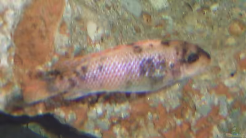 Besatz im Aquarium Becken 10197 von gerryba (6)