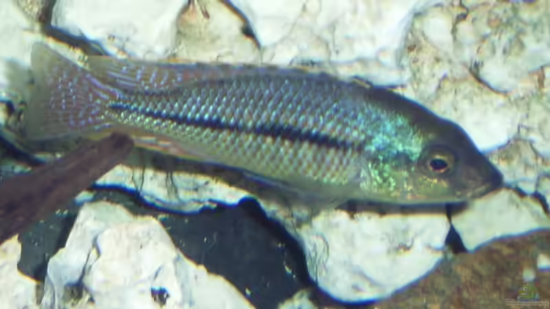 Besatz im Aquarium Becken 10197 von gerryba (9)