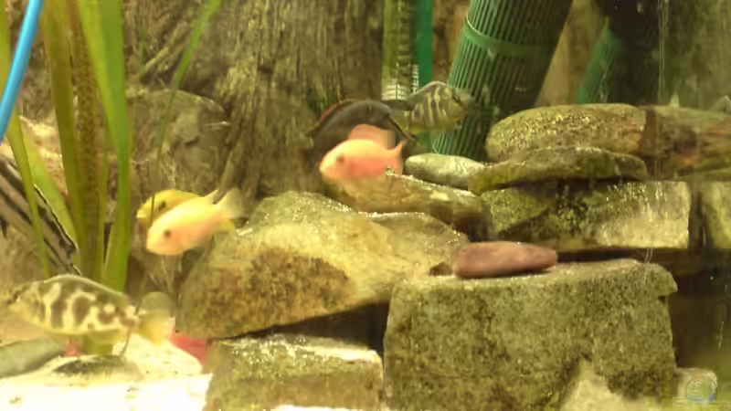 Besatz im Aquarium Becken 10208 von Hans Langer (3)