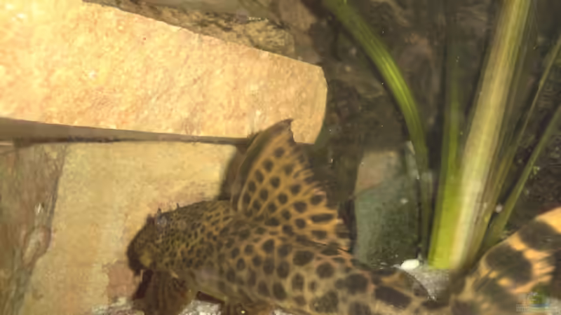 Besatz im Aquarium Becken 10208 von Hans Langer (5)