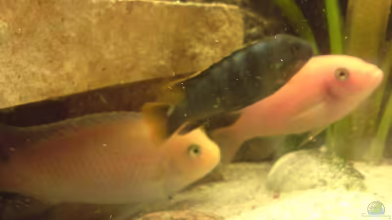 Besatz im Aquarium Becken 10208 von Hans Langer (6)