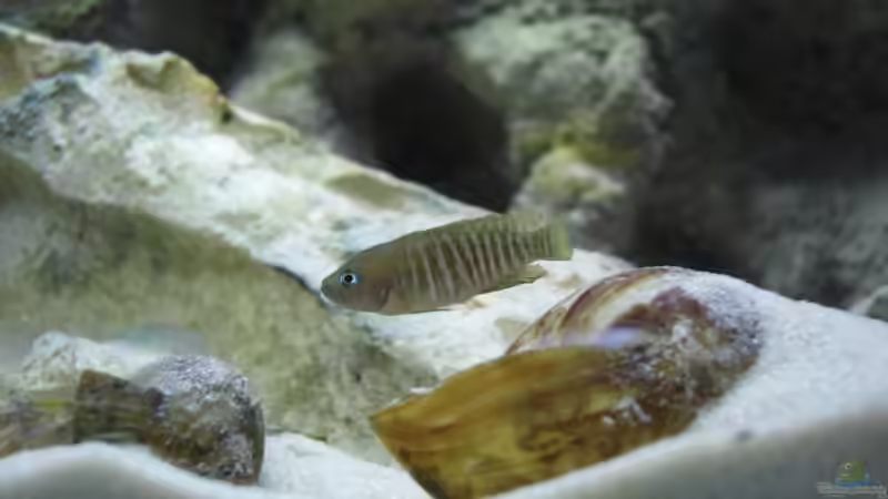 Besatz im Aquarium Becken 10211 von Oliver Knönagel (10)