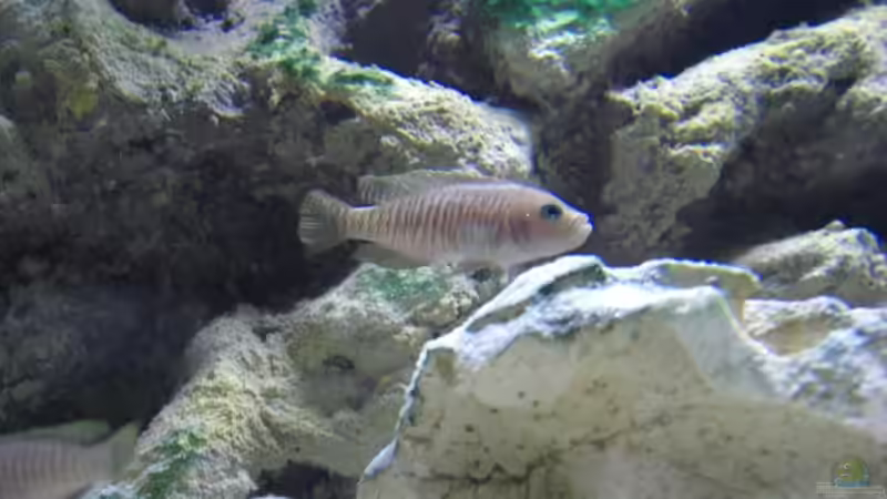 Besatz im Aquarium Becken 10211 von Oliver Knönagel (9)