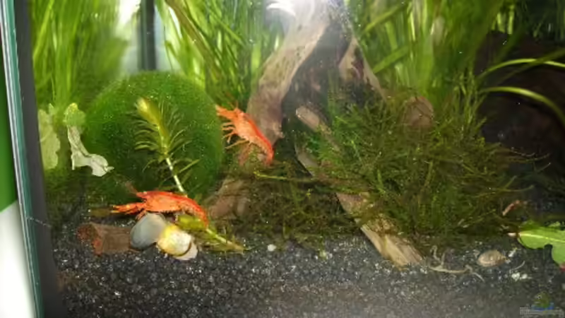 Besatz im Aquarium Becken 10216 von Lady_Luck (4)
