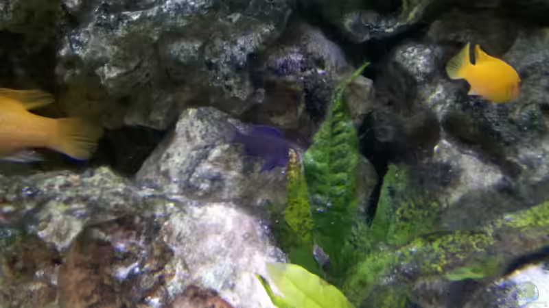 Besatz im Aquarium Becken 10223 von Stefan Mischler (24)