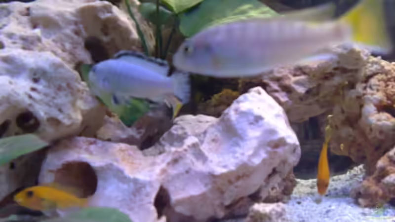 Besatz im Aquarium Becken 10223 von Stefan Mischler (31)