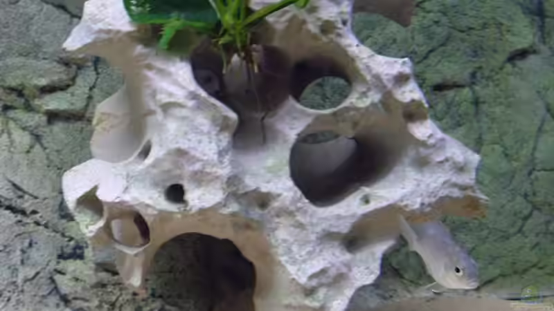 Besatz im Aquarium Becken 1023 von Lars Schnabel (21)