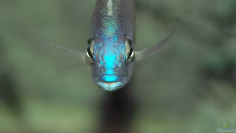 Besatz im Aquarium Becken 1023 von Lars Schnabel (22)