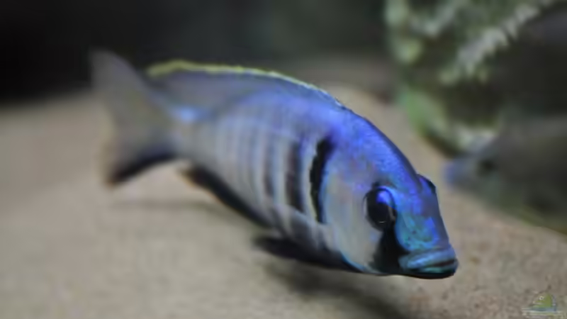 Besatz im Aquarium Becken 1023 von Lars Schnabel (25)