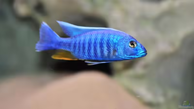 Besatz im Aquarium Becken 1023 von Lars Schnabel (28)