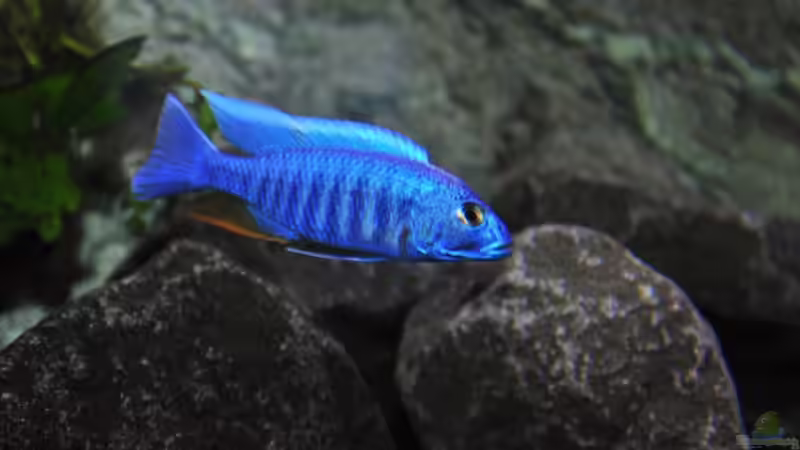 Besatz im Aquarium Becken 1023 von Lars Schnabel (29)