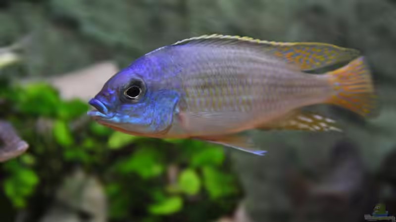 Besatz im Aquarium Becken 1023 von Lars Schnabel (32)