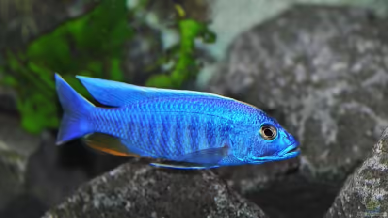 Besatz im Aquarium Becken 1023 von Lars Schnabel (34)