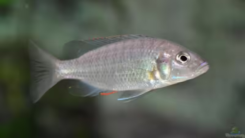 Besatz im Aquarium Becken 1023 von Lars Schnabel (35)