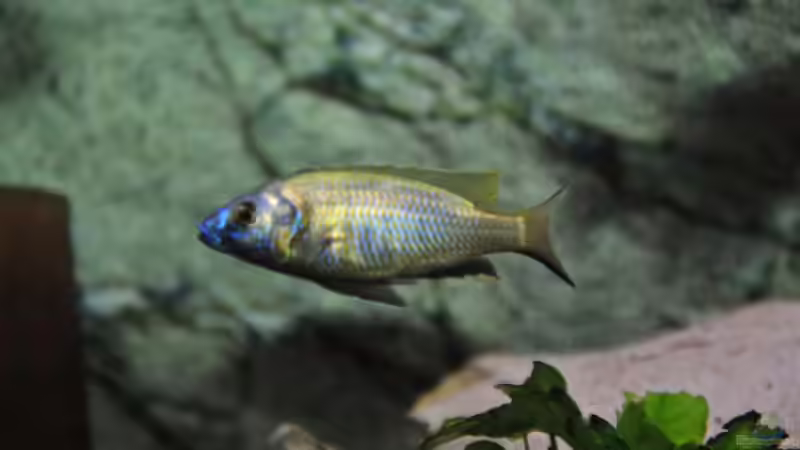 Besatz im Aquarium Becken 1023 von Lars Schnabel (36)