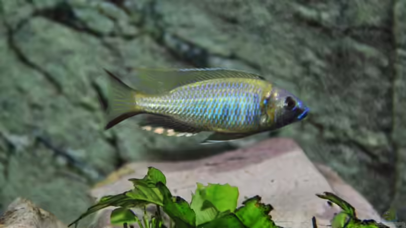 Besatz im Aquarium Becken 1023 von Lars Schnabel (37)